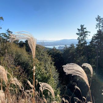 ススキの向こうに
びわ湖が覗く