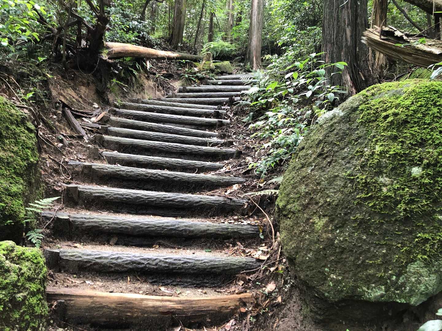 でも、今日は油山で山歩き🐾楽しみます
暑い💦💦😵