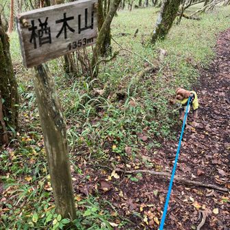 山頂らしからぬ道沿いにぶら下がっていた楢木山の山頂標識。通り過ぎるところだった😅