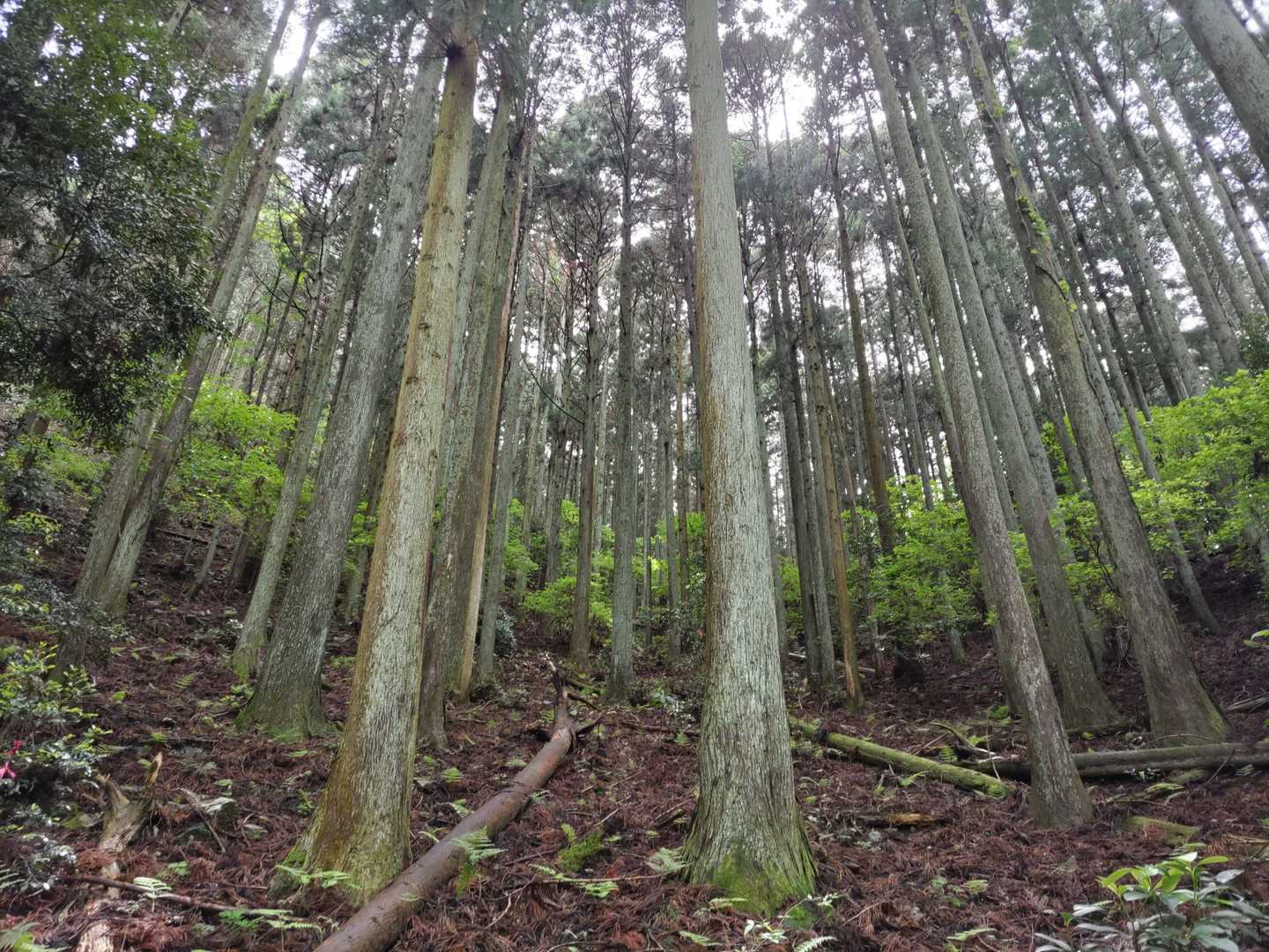 手入れがされています🌲