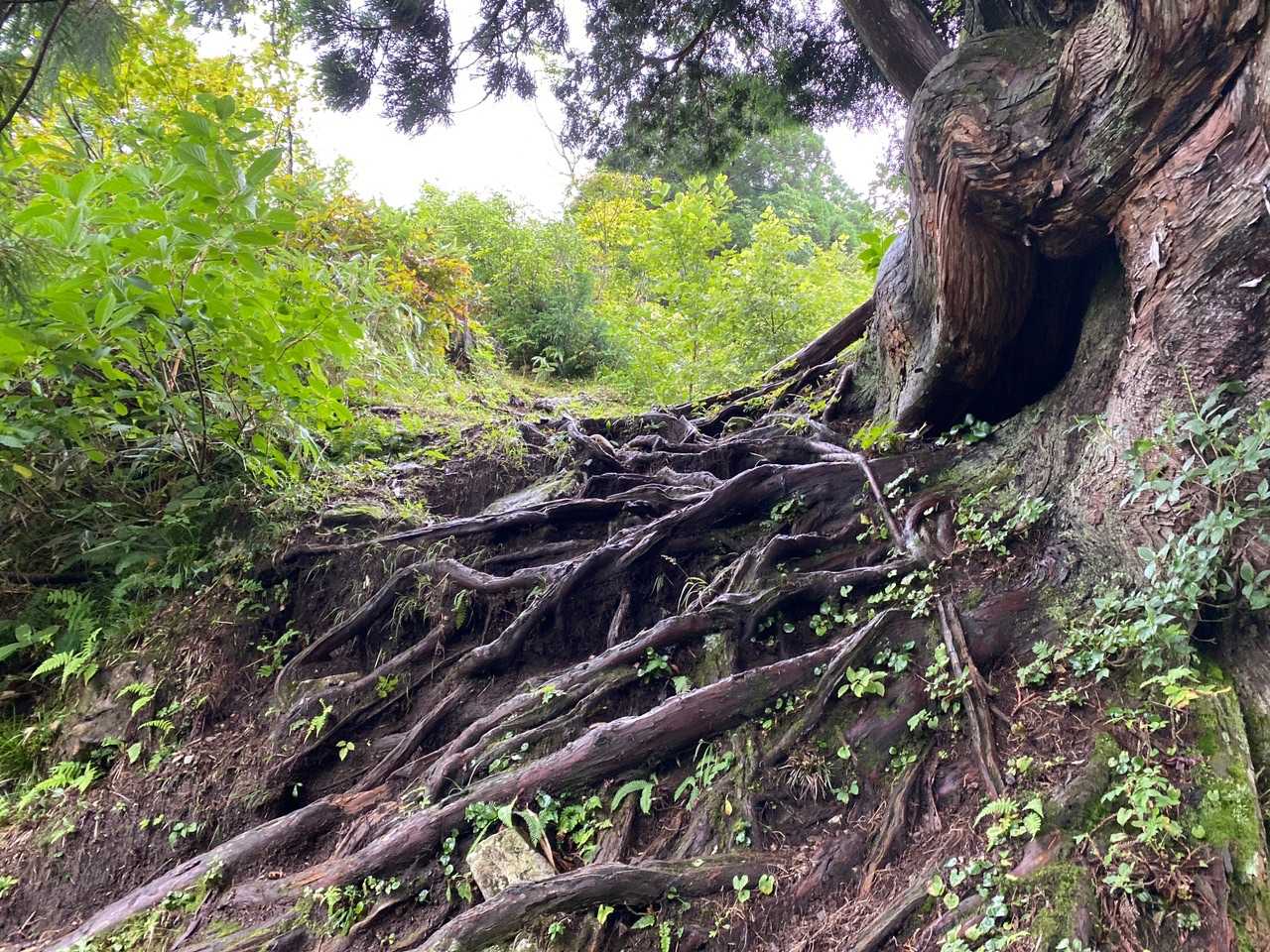 剱岳早月尾根登山口-丸山 往復コースの写真