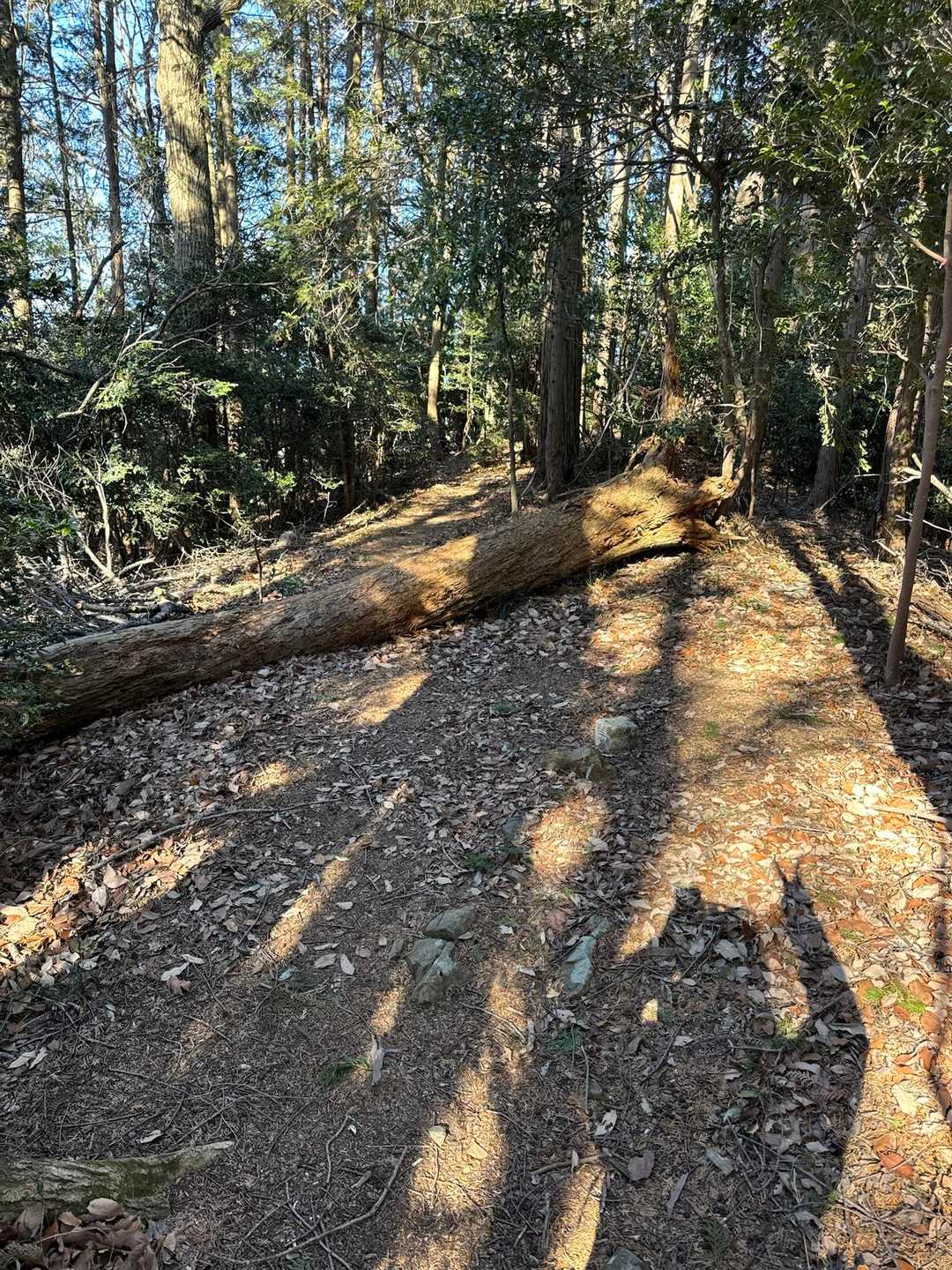 ぐみの木峠 往復コースの写真
