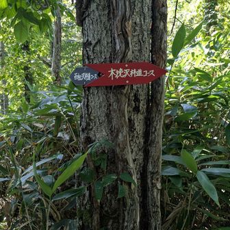 百松沢コースと合流
