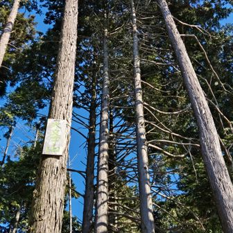 こんなところにあったのね