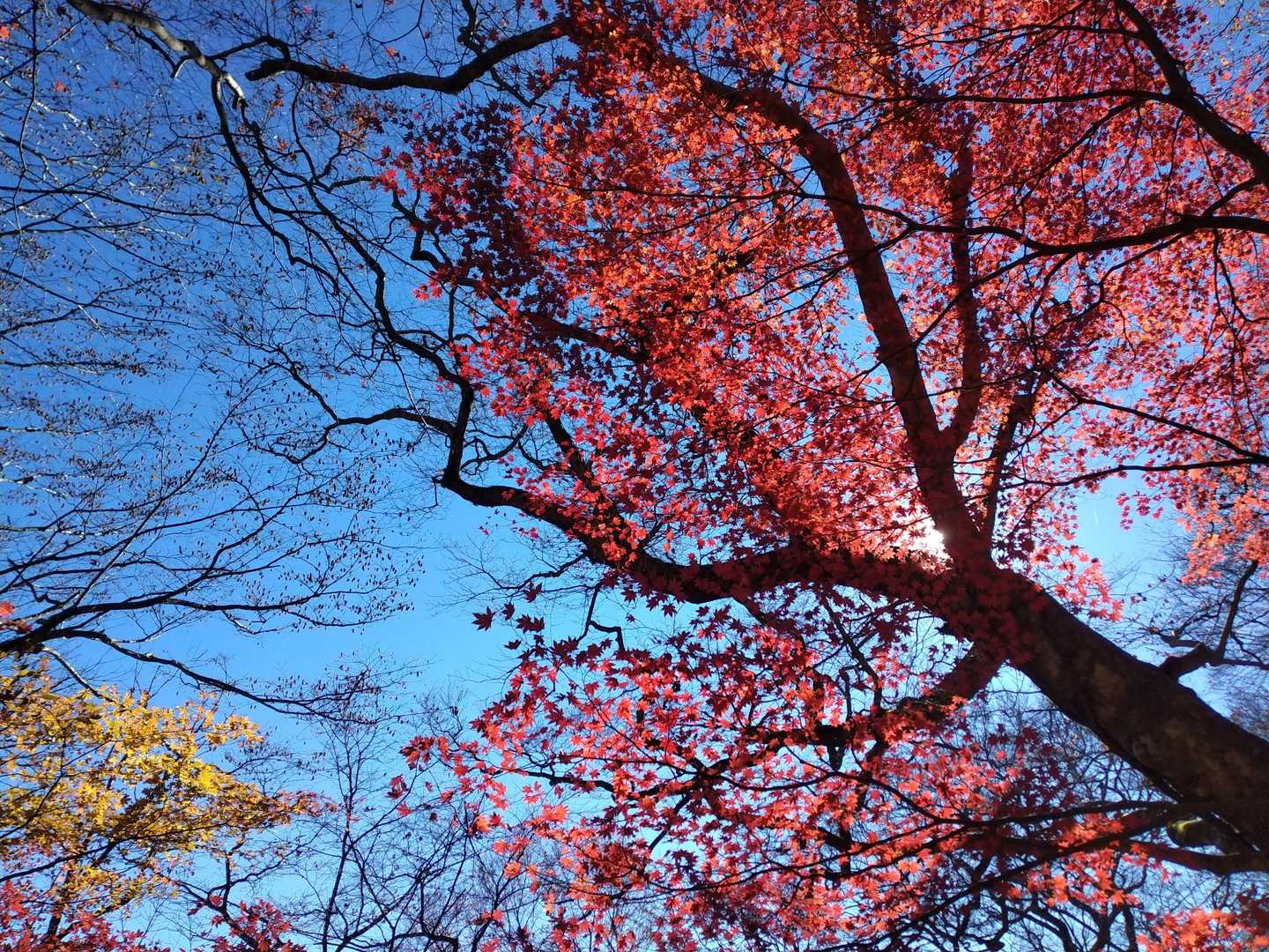 燃える🔥ような🍁