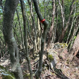 所々テープあるから、迷わない
