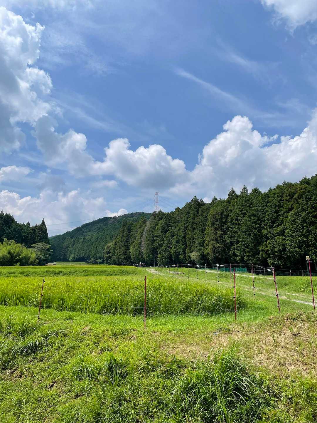 作手は昔から稲作が盛んで、この地に白鳥がきて栄養たっぷりの糞をしてくれて豊作だったことから白鳥に恩恵を感じ豊作の永続を祈念した白鳥神社がたくさんあるらしい