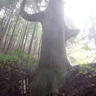 天狗の腰掛け杉