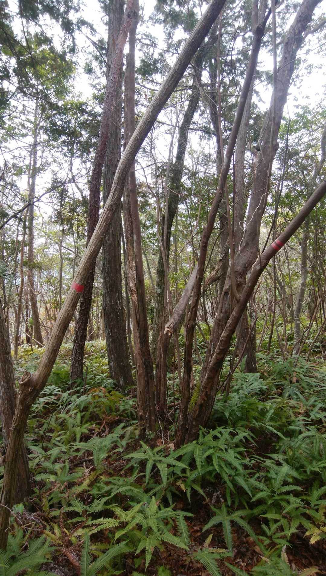 地獄のシダ突破して山頂🙆下山はもう諦めてます藪こぎ😭