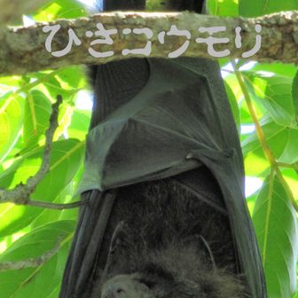 ひさコウモリ