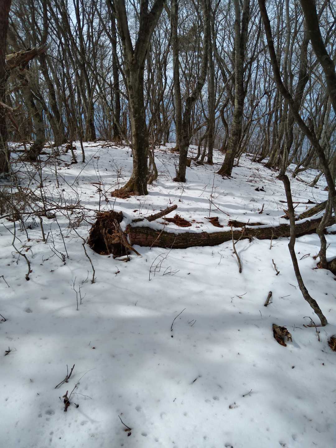ここからは雪深くなり、装備を何も持参しなかったので、苦労しました。