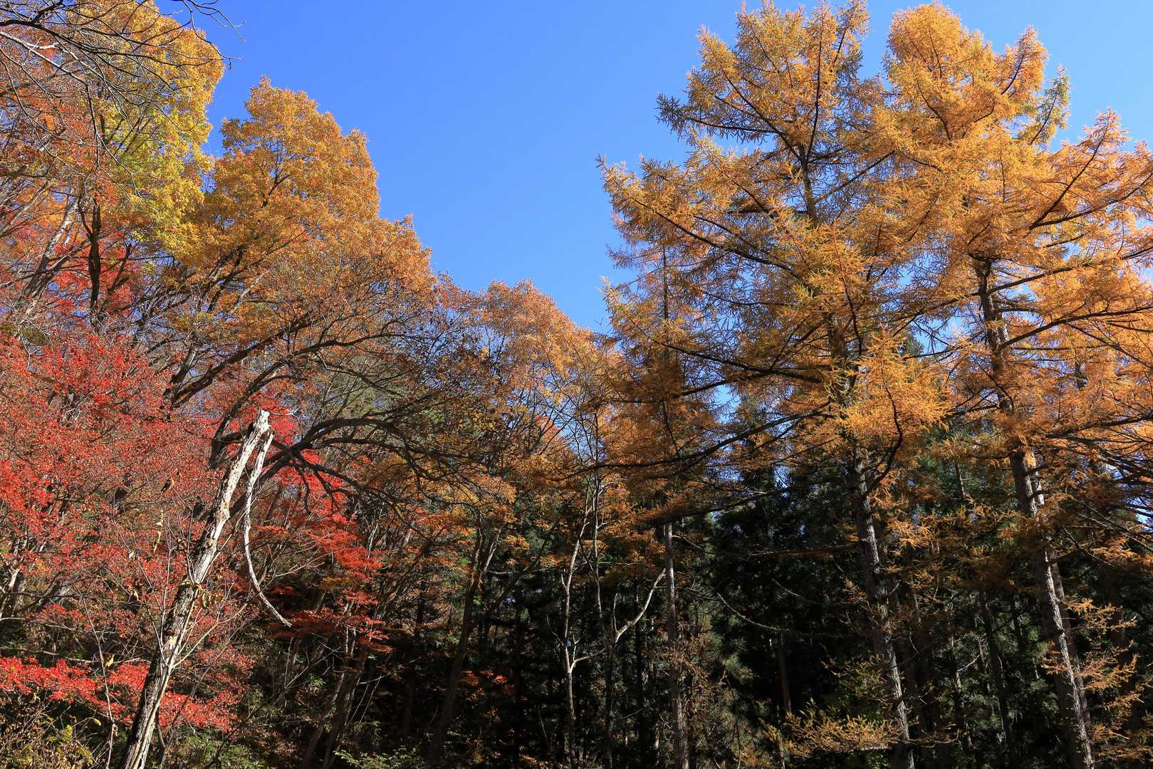 白馬岩岳マウンテンリゾートバス停-岩蕈山 縦走コースの写真
