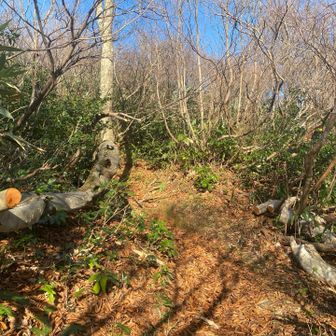 白兀道から権現山に入るところ。登山道を塞いでいたブナを処理してくださって、歩きやすくなりましたね。