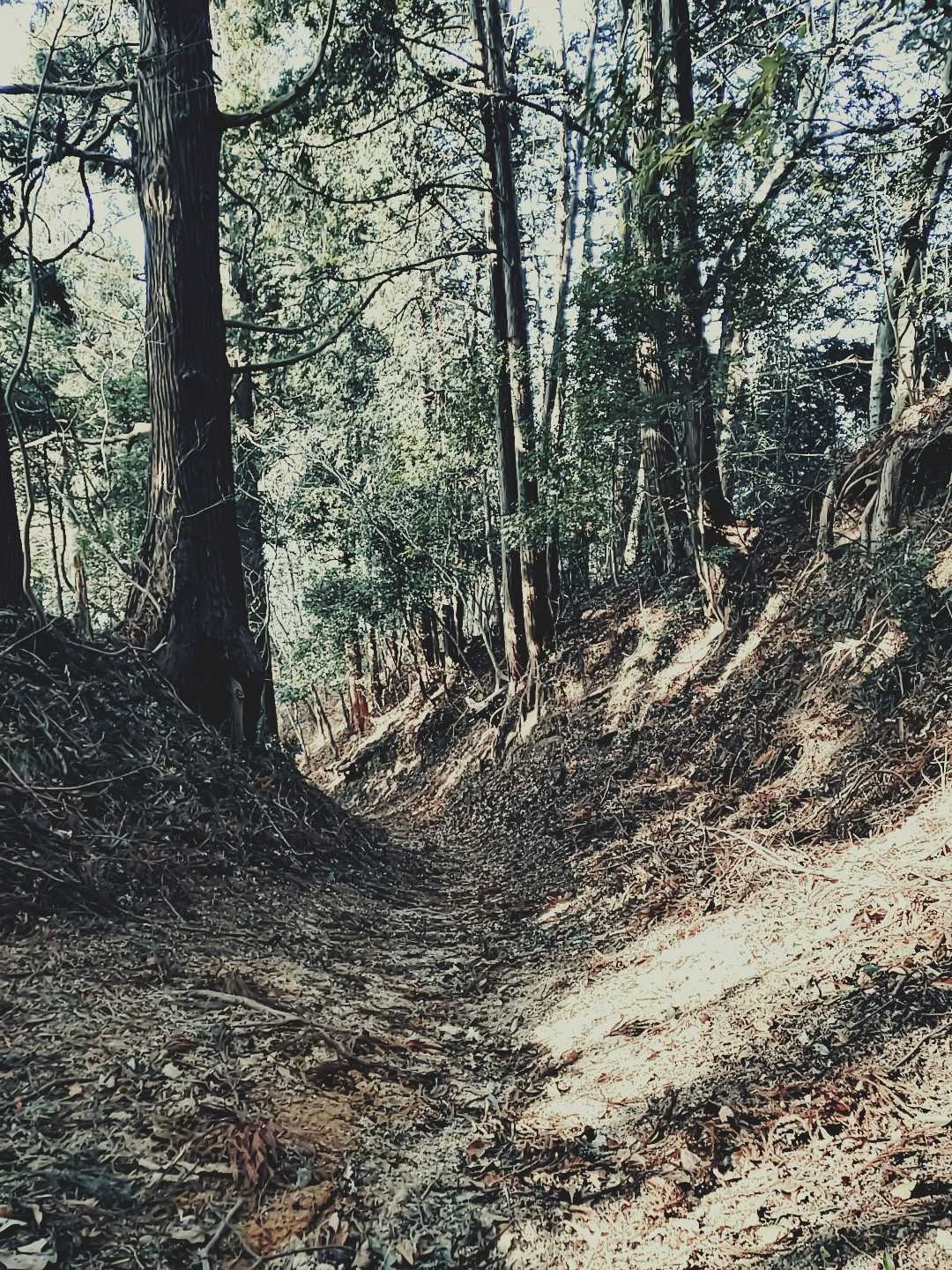 鷲子山上神社-鷲子山 往復コースの写真