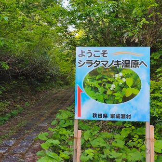 シラタマノキ湿原へ