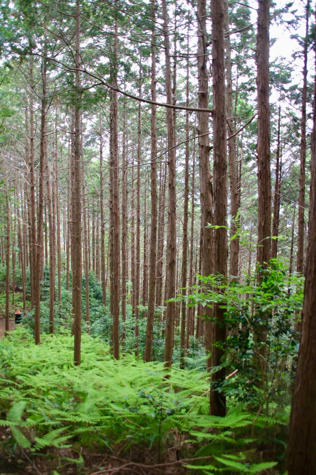 古城山遊歩道入口-古城山 往復コースの写真