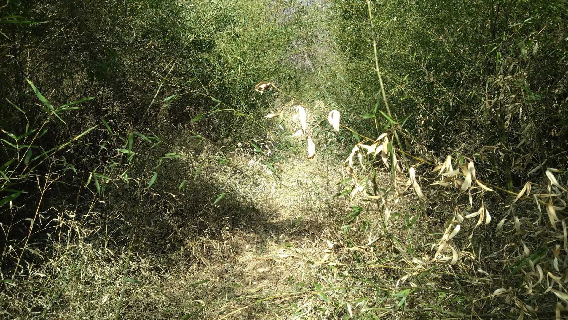 藪を進みます　その後、途中で下山