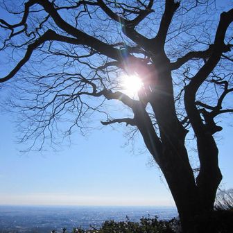 大樹に太陽がまぶしい