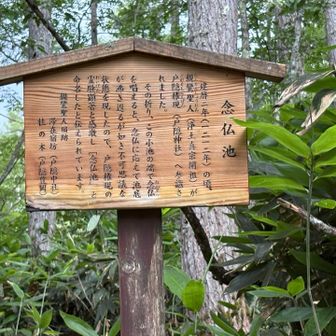 親鸞さんも本当に色々行かれてます
