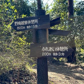 榎窪山には向かわずに、

野鳥観察休憩所方面に下山します