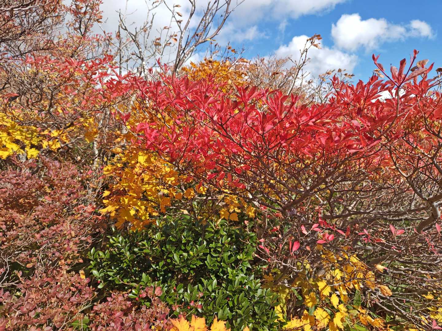 栗駒山 | 神の絨毯と称される圧倒的な紅葉美、山全体を染める極彩色のパノラマの写真