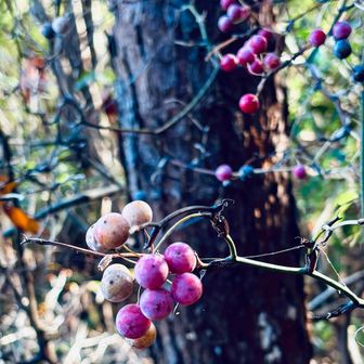 帰宅後に調べたら食べられるのだとか。
Google検索の結果ですが…