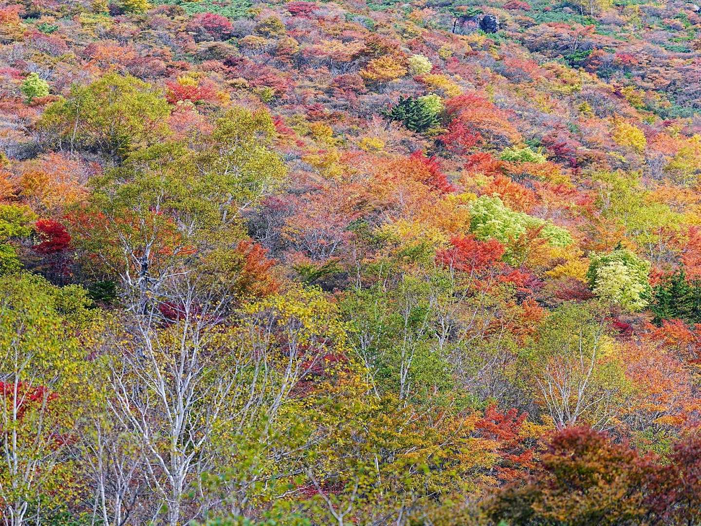 優しい水彩画のような素敵な紅葉🍁