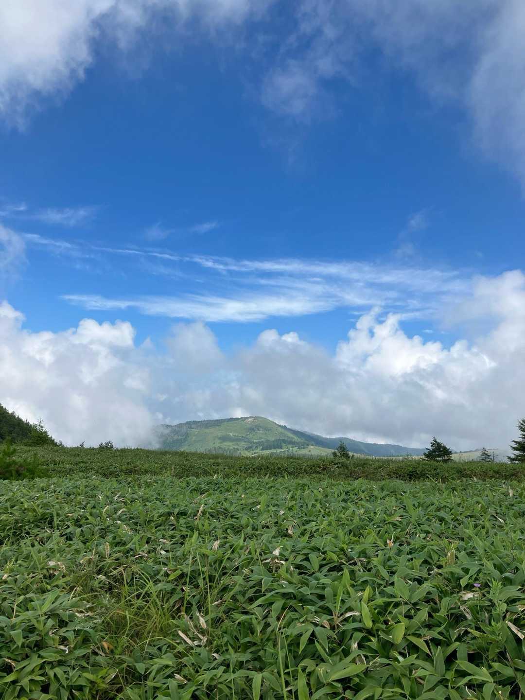 美ヶ原-王ヶ鼻 往復コースの写真