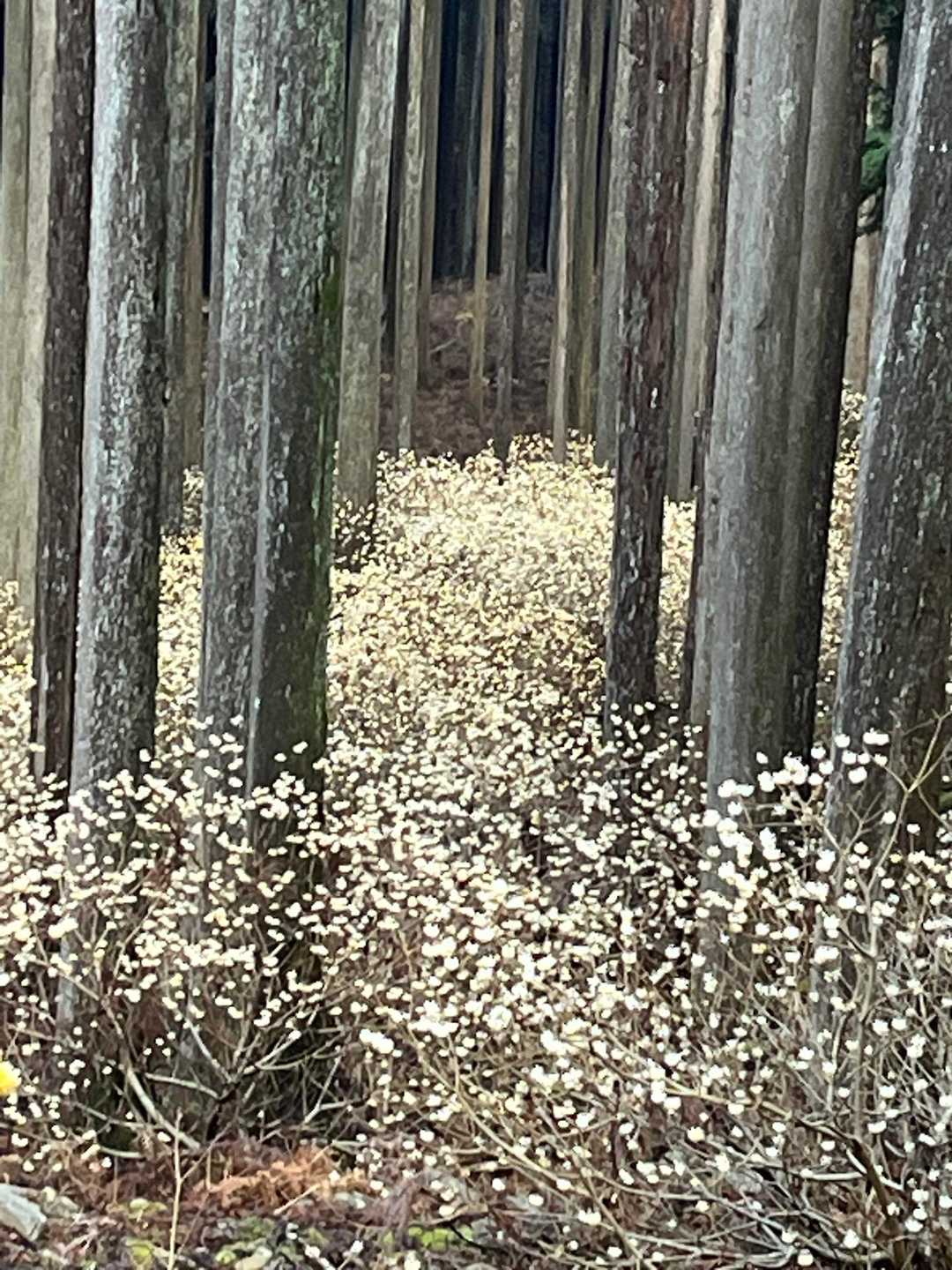 今年も圧巻のミツマタ
