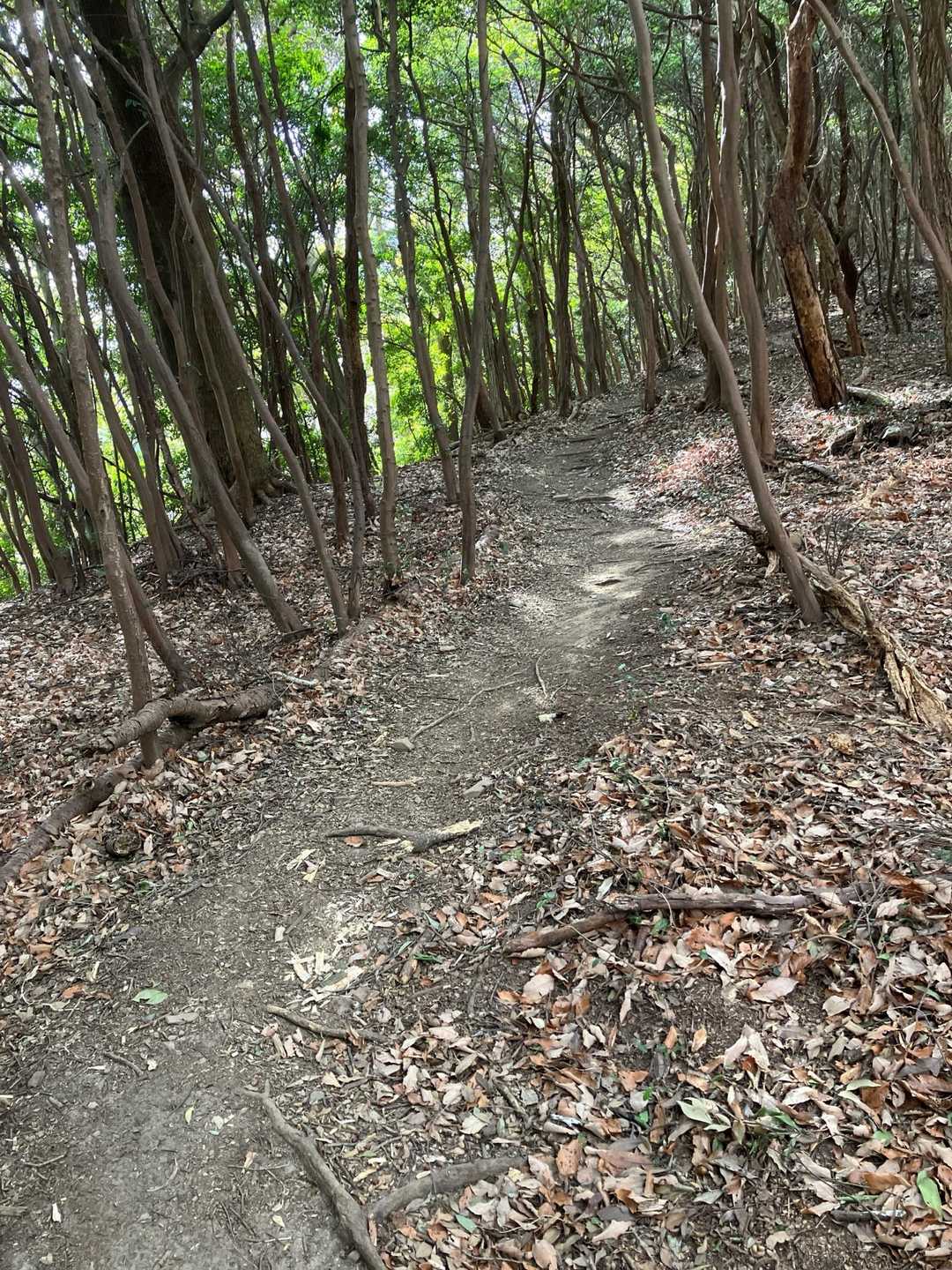 道は歩きやすい