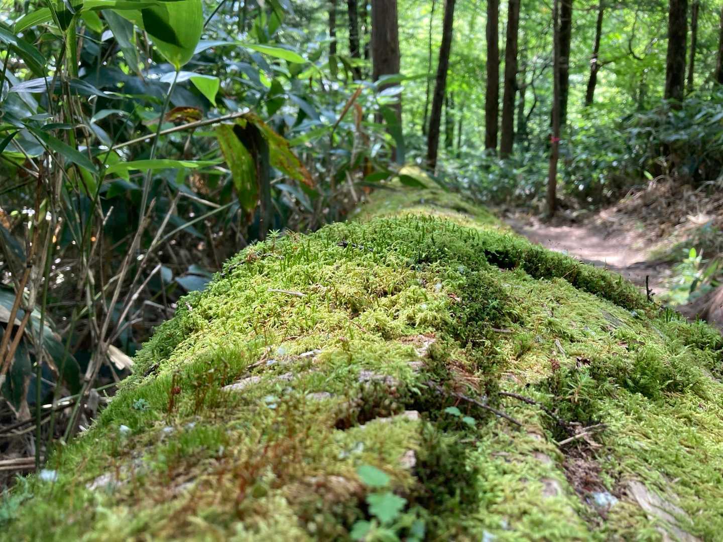 苔の森🌳