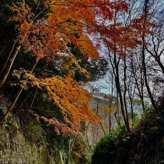 見事なグラデ🍁