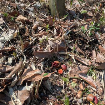 コナラのドングリ発芽