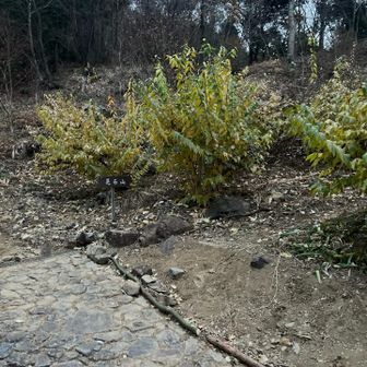 ここから登山道‼️