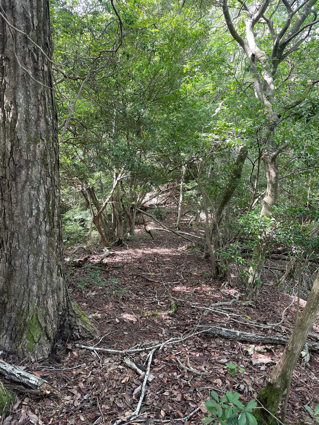 急登登りきればあとすこし