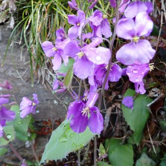 画像に写っている植物は、オオアラセイトウ（大紫羅欄花）です。別名としてハナダイコン（花大根）、ムラサキハナナ（紫花菜）、ショカツサイ（諸葛菜）とも呼ばれます。﻿

特徴: アブラナ科の植物で、春に紫色の4弁花を咲かせます。﻿

開花時期: 主に3月下旬から5月末頃にかけて開花します。﻿

別名の由来: 花の形が大根に似ていることから「ハナダイコン」、諸葛孔明が兵士の食料として栽培したという伝説から「ショカツサイ」と名付けられました。﻿

育てやすさ: 非常に丈夫で、こぼれ種で毎年増えるため初心者にも育てやすい植物です。﻿