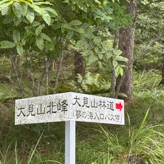 ちょっと遠回りだけど
大見山林道からげざるど〜🎵
なにっ？
遠回りはしたくない？
甘ったれるなメンバー😤
オレも遠回りは嫌いだ👍

うるさいっ👊💢
