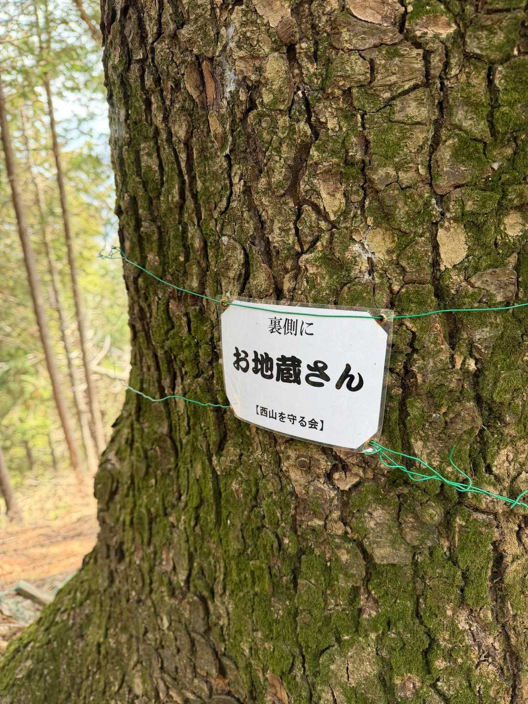 木の裏に