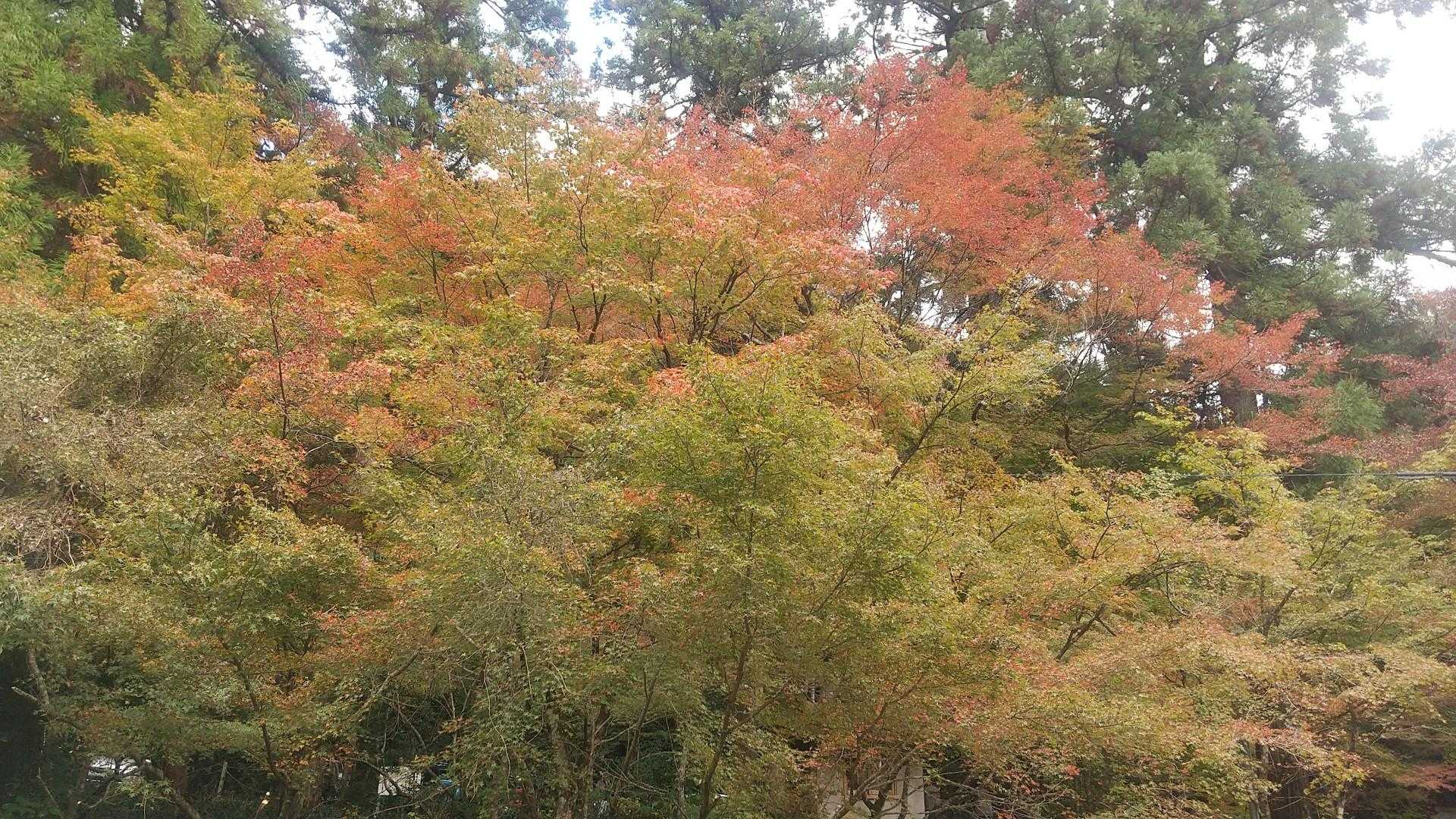 境内のモミジです。