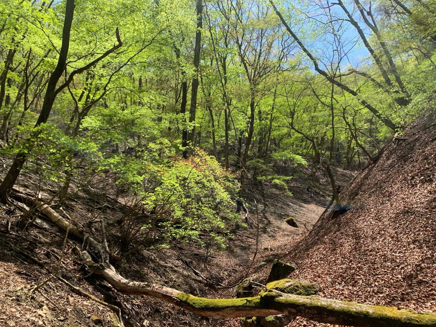 駒形登山口-鳴神山-椚田峠-赤柴登山口 周回コースの写真