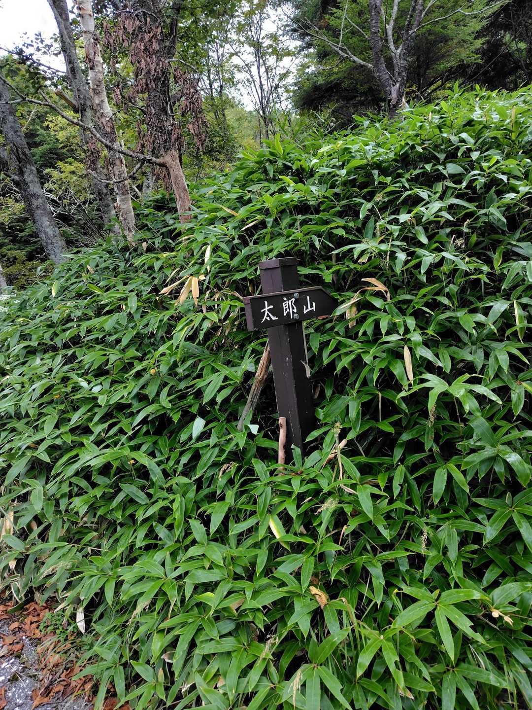 登山口は峠。気をつけないと笹に埋もれて見つかりません