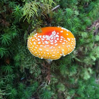 きのこ🍄