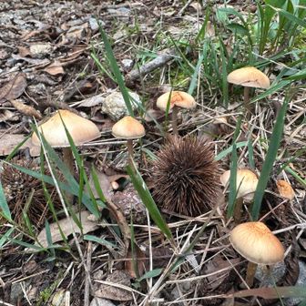 秋が来とるね🍄‍🟫🌰