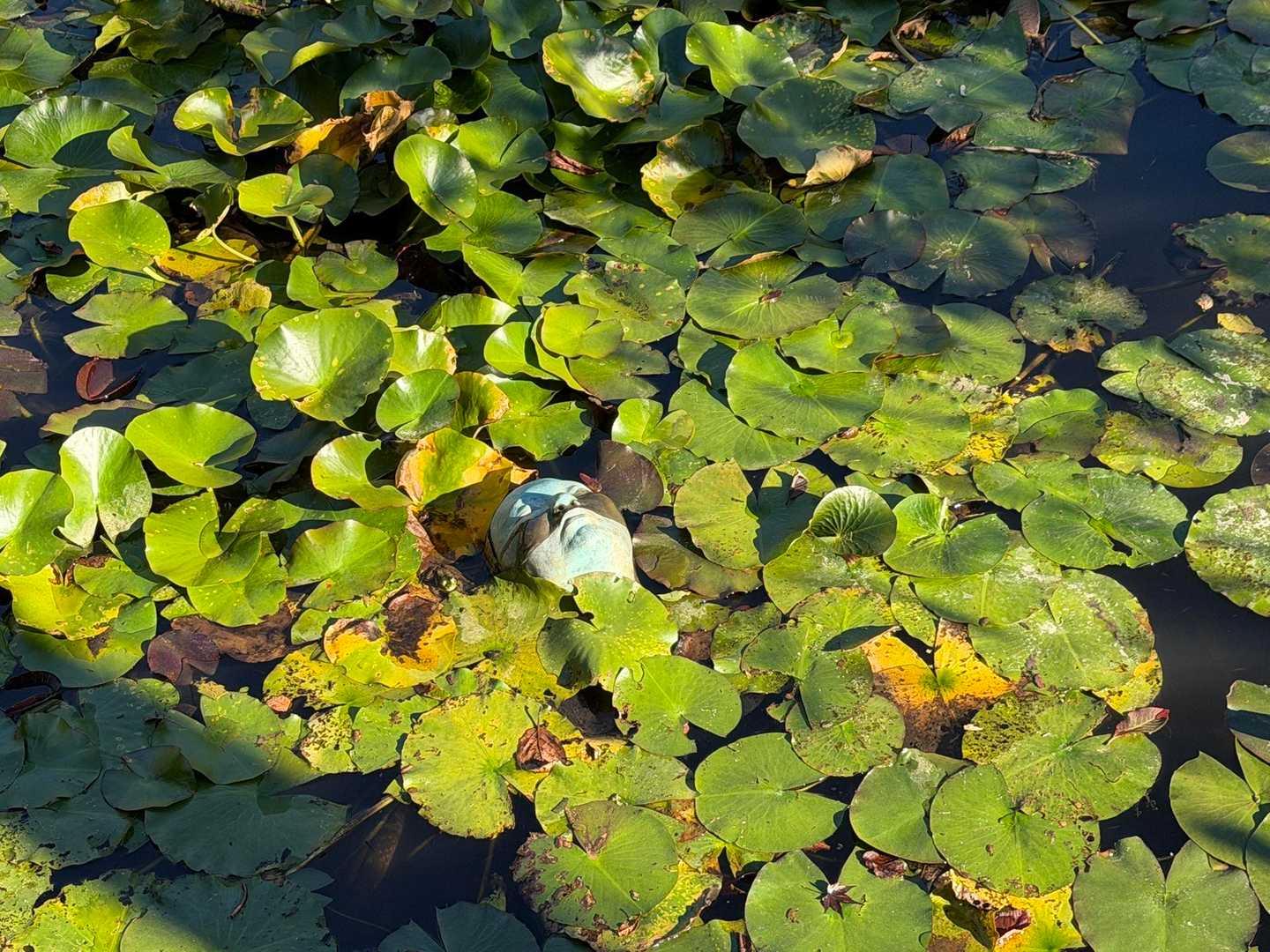 ドキッ😲
池に浮かぶ人の顔…これもアートですね😅
