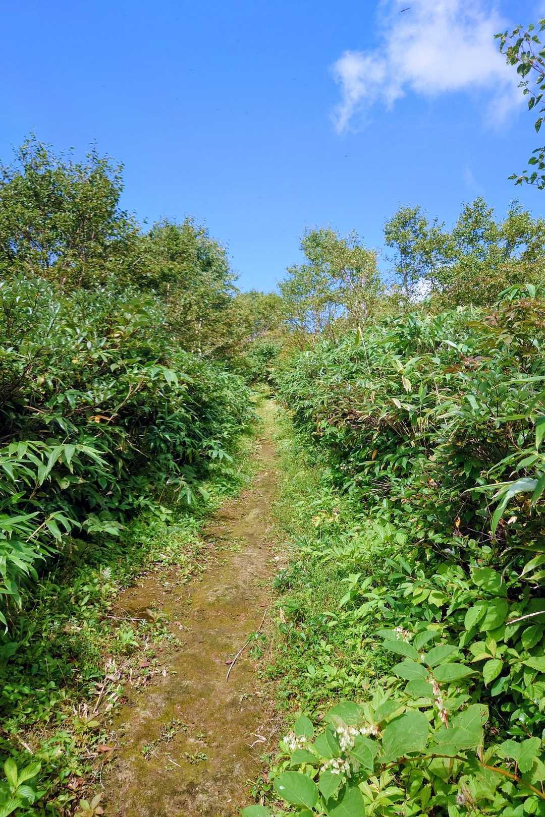 この直登を登りきれば山頂👣