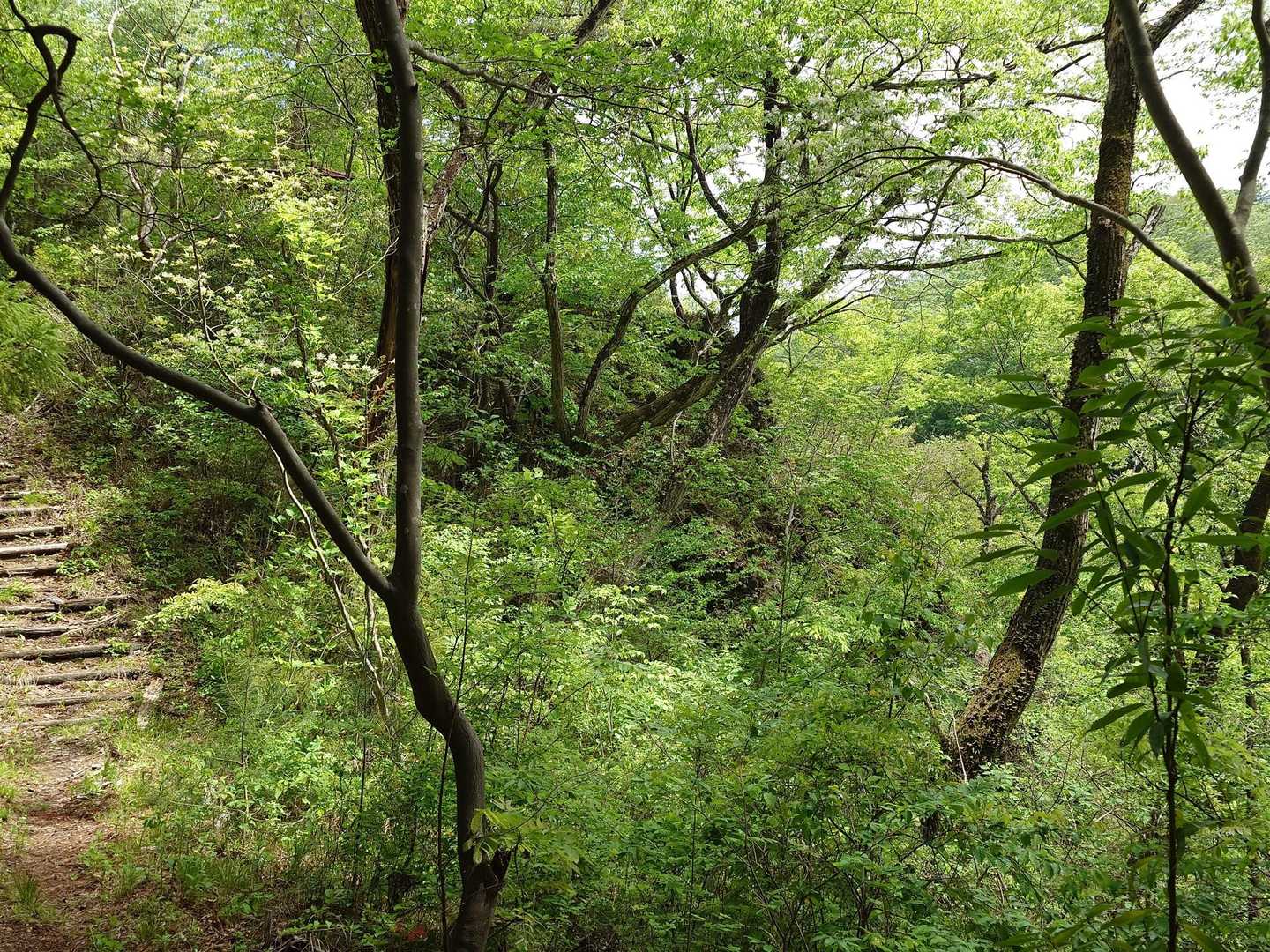 横から松岩（多分）