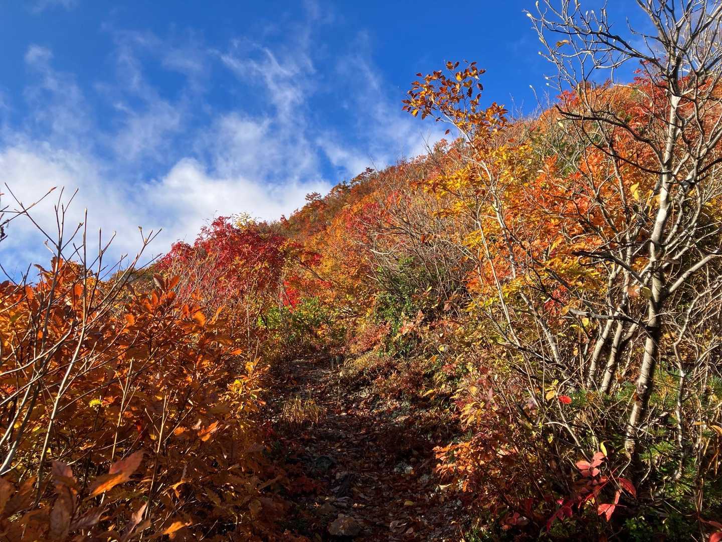 🍁綺麗