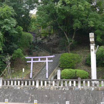 織姫神社の鳥居は紫もありました。