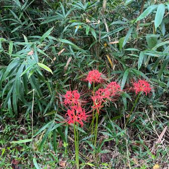 彼岸花咲いてましたー🌹
