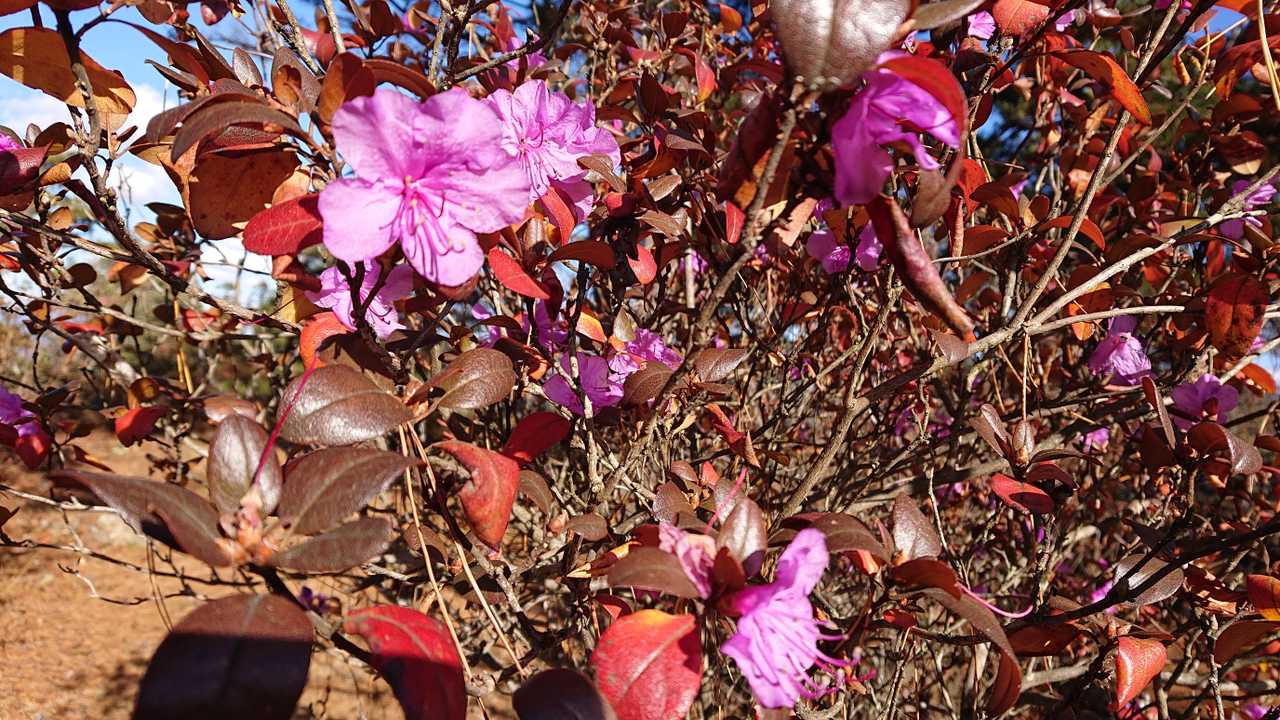 エゾツツジが咲いていました🌸